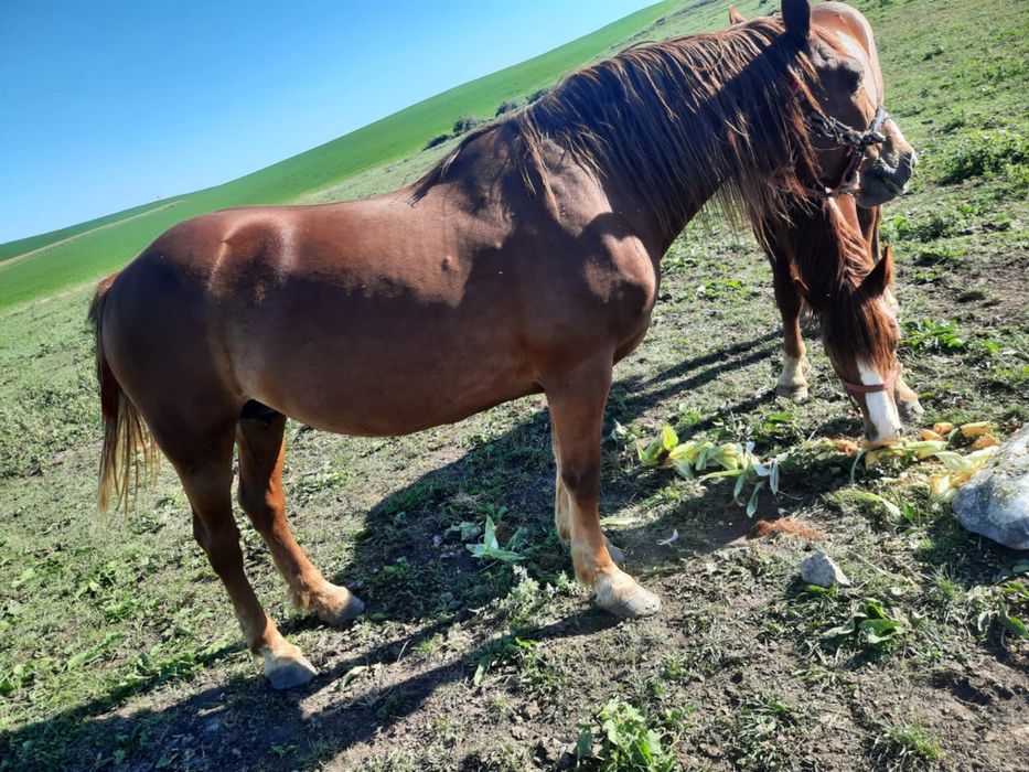 Vand iapa de 8 ani si manz