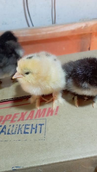 Внимание цыплята брамма гигант  продаются