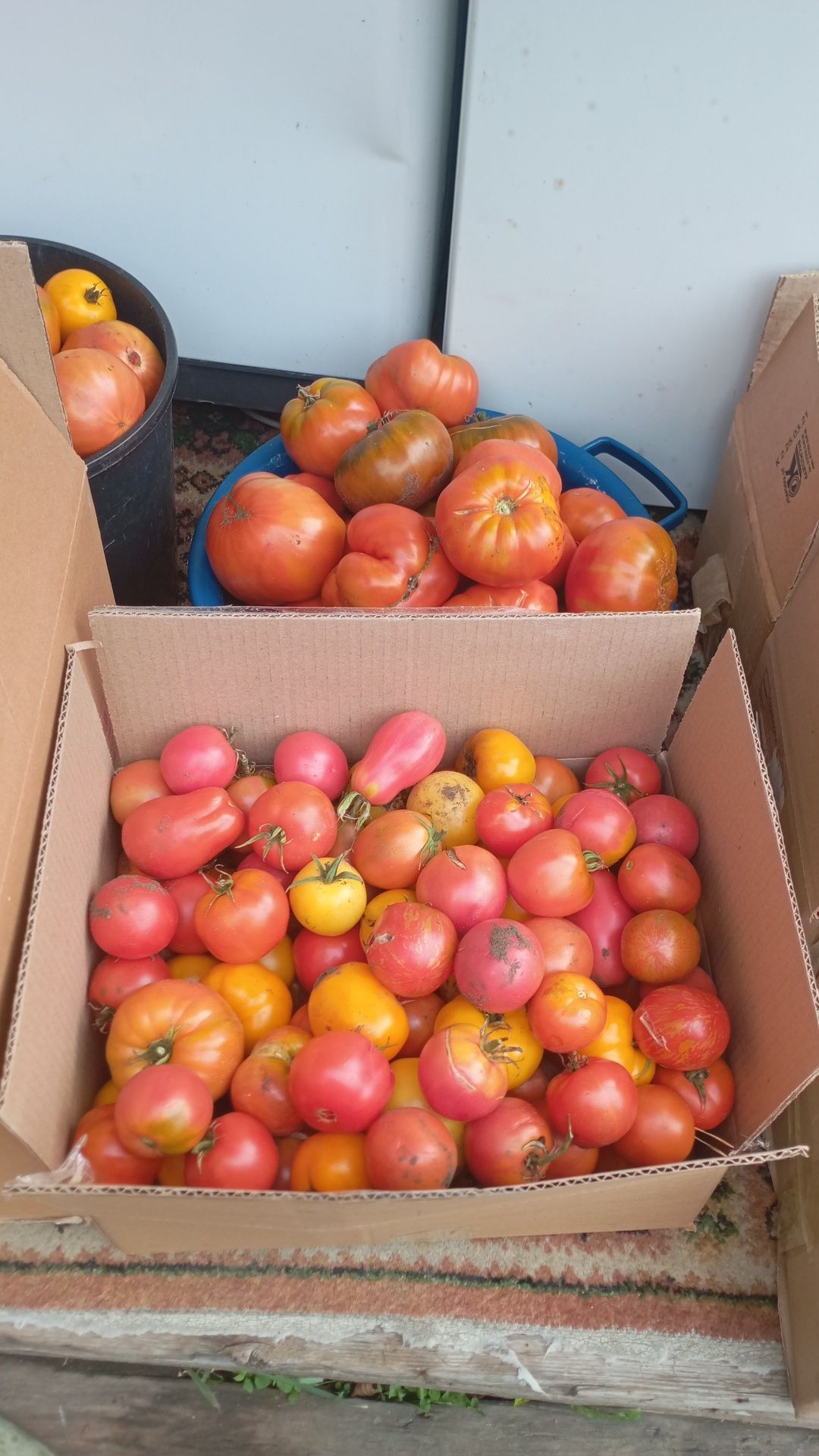Продам помидоры,разных сортов