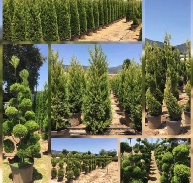 Plante ornamentale de orice soi