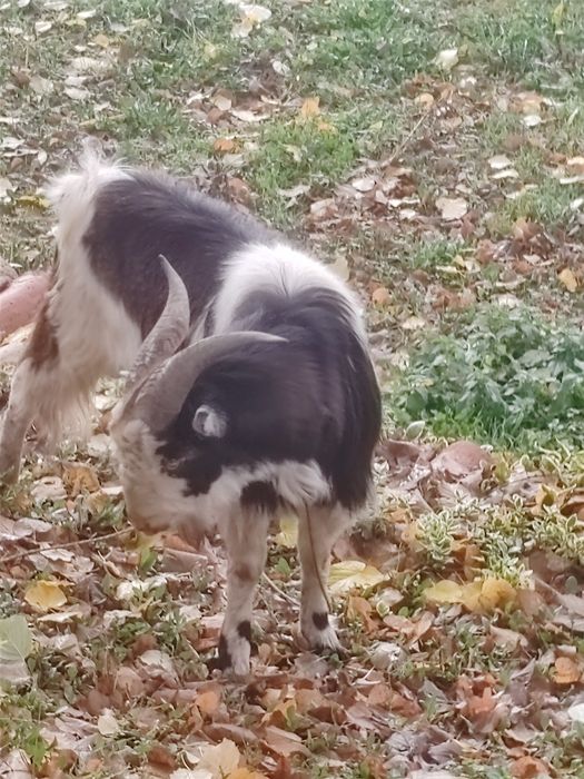 Голям мощен пръч