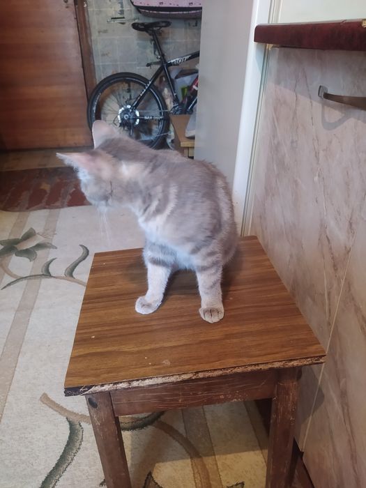Продаю Шотландская скотиш Страйт девачка