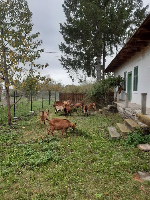 Vanzare capre rasa Alpina Franceza (Tineret).