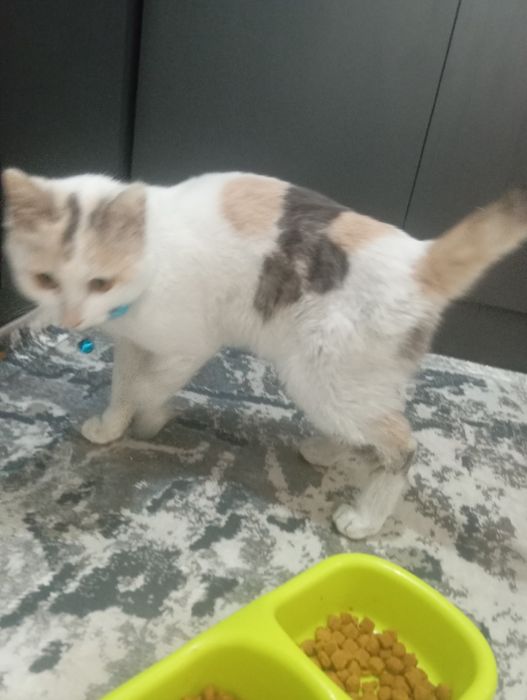 Xadiyaga mushuk beriladi