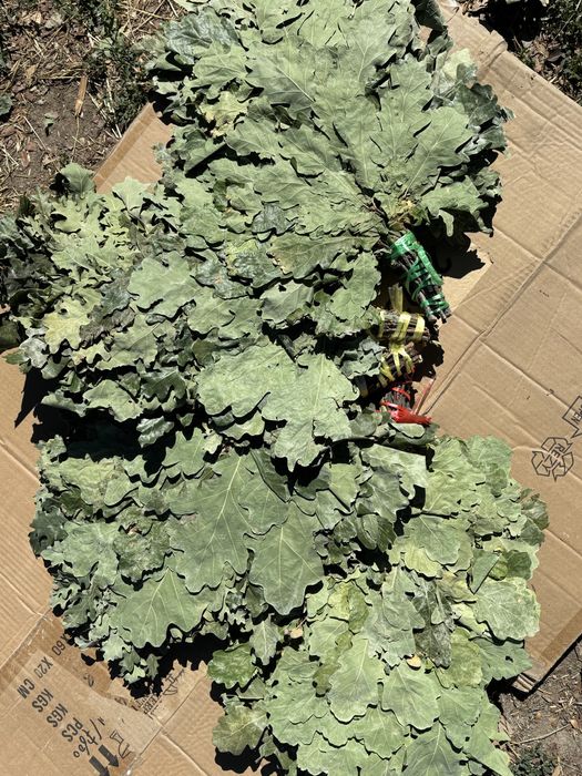 Веник дубовыйдля баня и сауна.