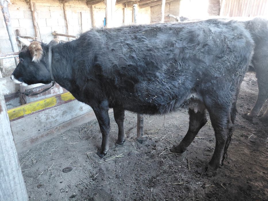 Продам двух молочных молодых коров. Сүтті жас сиырлар