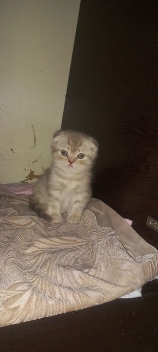 Котёнок скотиш фолд
