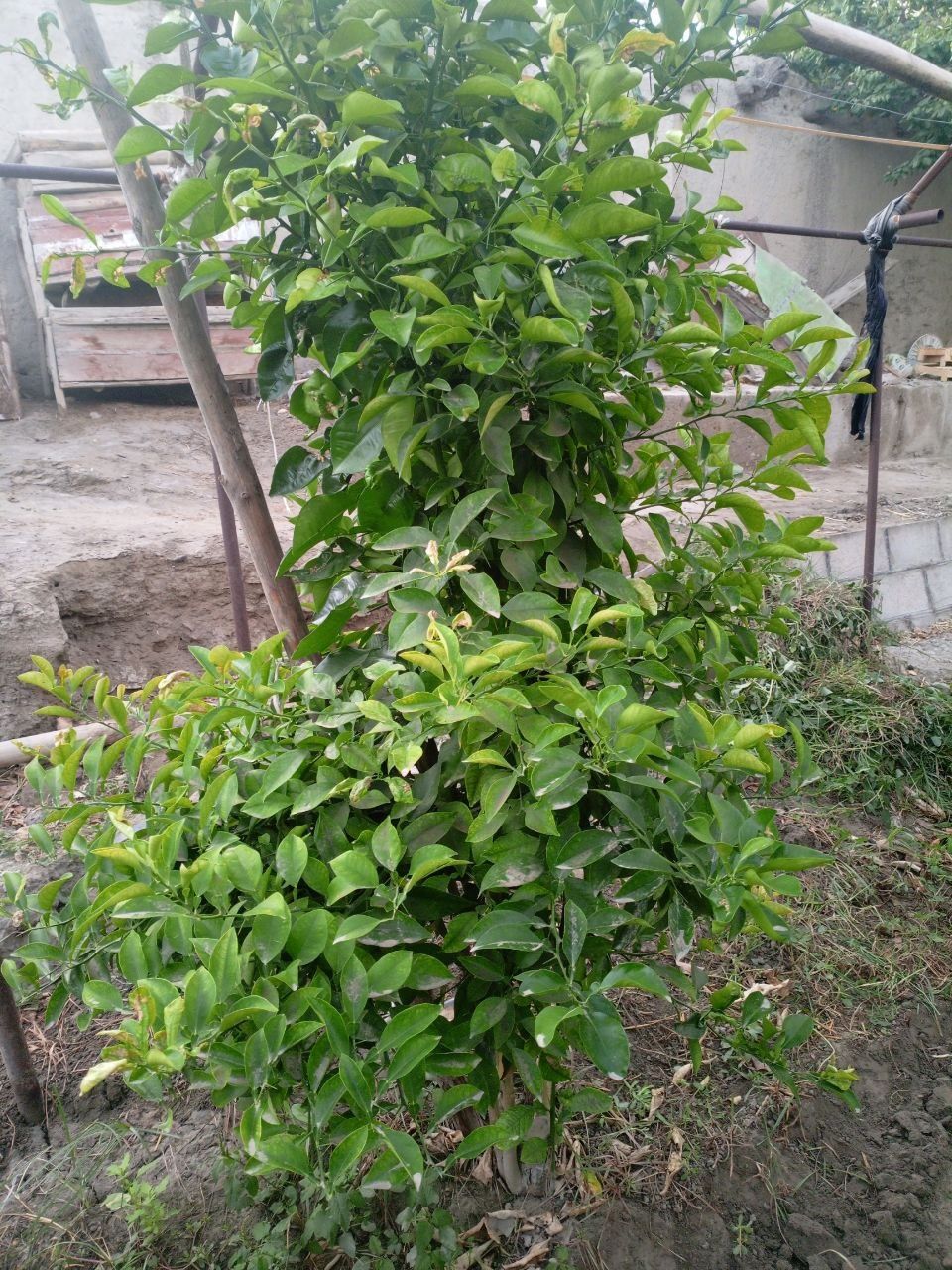 Limon koʼchatlari sotiladi