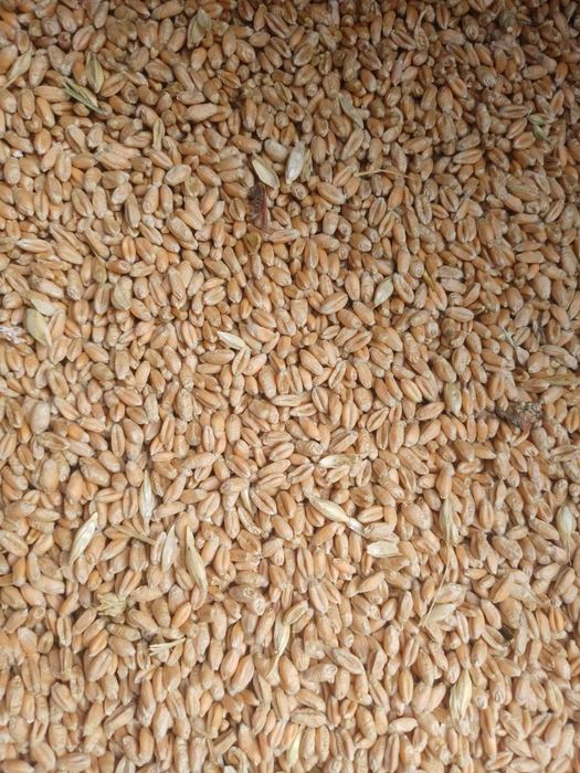 Vand porumb boabe si grau din 2025