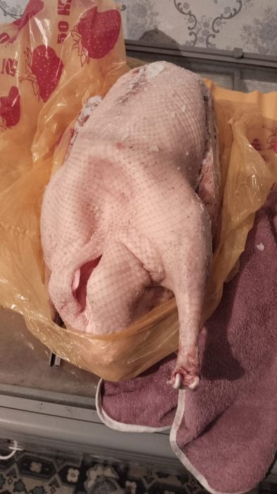 Продается домашние гуси