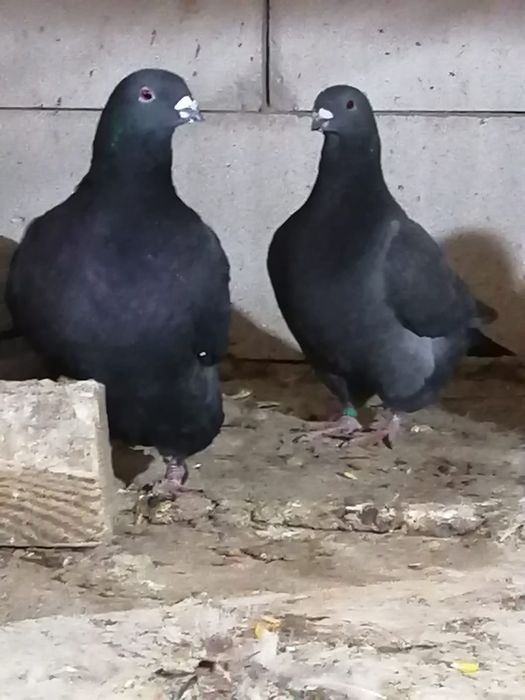 Porumbei american AGH.