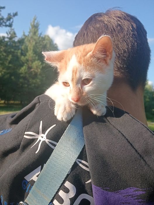 Отдадим котёнка мальчика в хорошие руки!