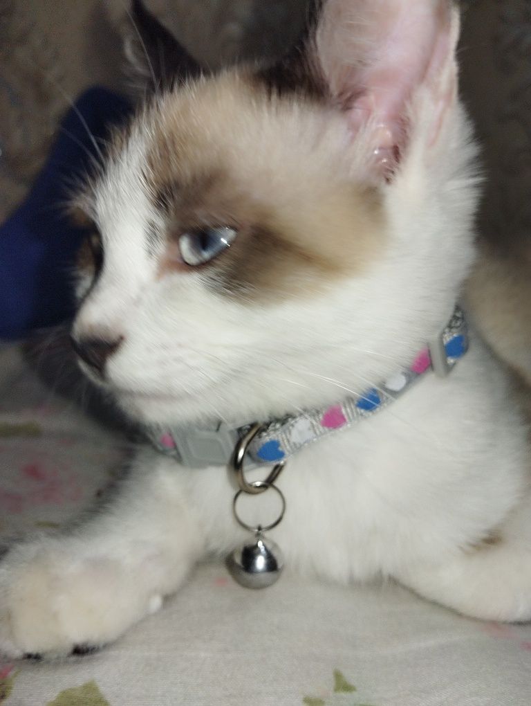 Продается кошка.