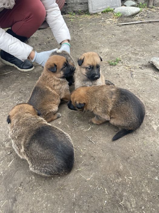 Продавам Немски и белгийски овчарки