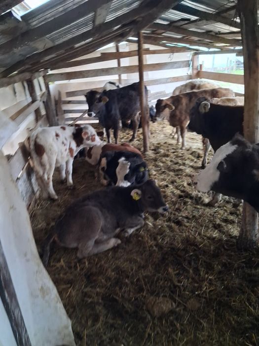 Vând vitei antarcatai