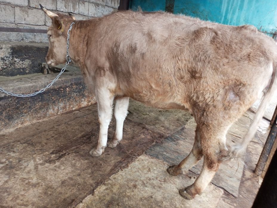 Продам жирную телку