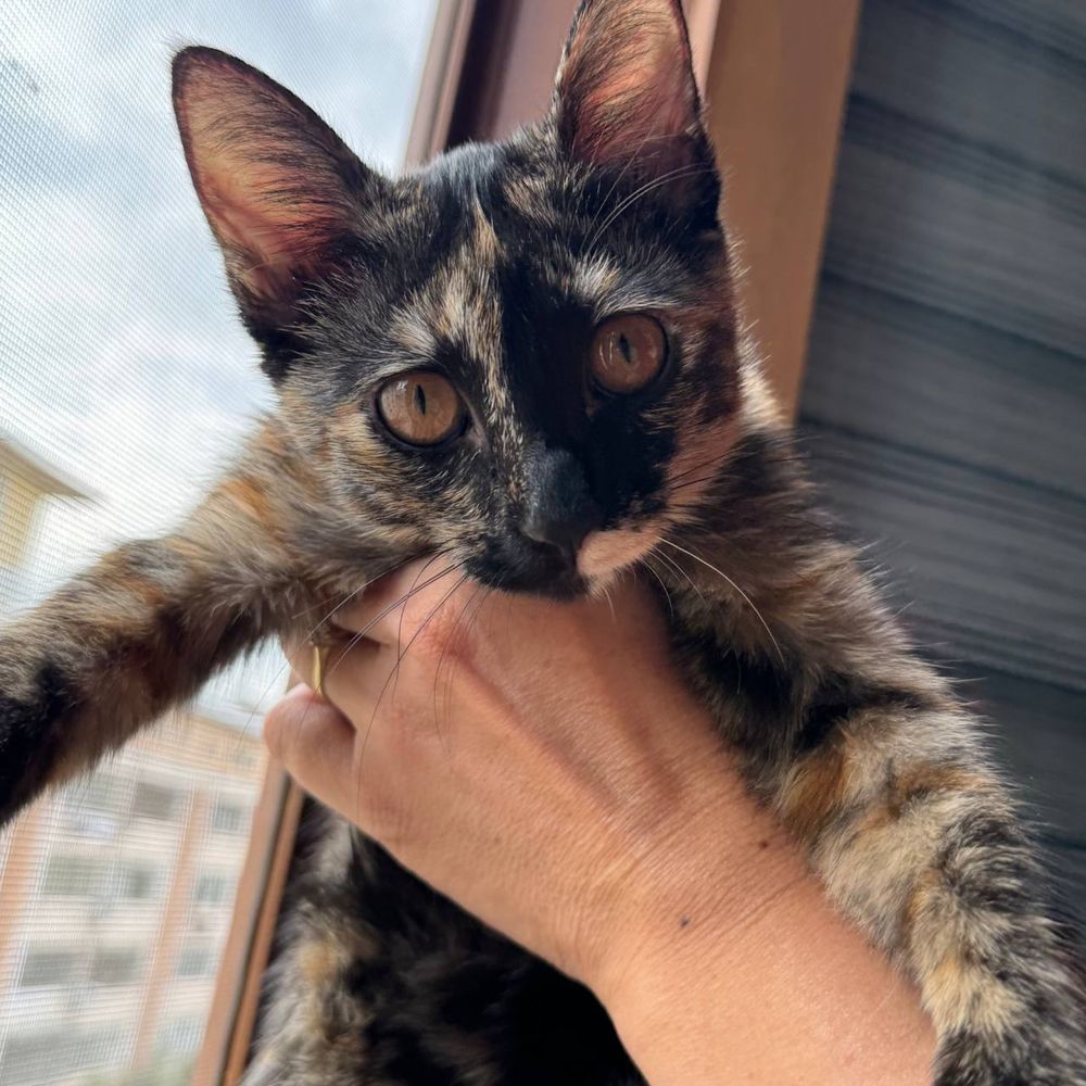Отдам котёнка в добрые руки