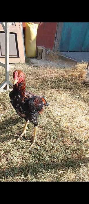 Kareya zotli xoʻroz sotiladi 11 oylik boʻyi baland 4.5 5 kg  boʻladign