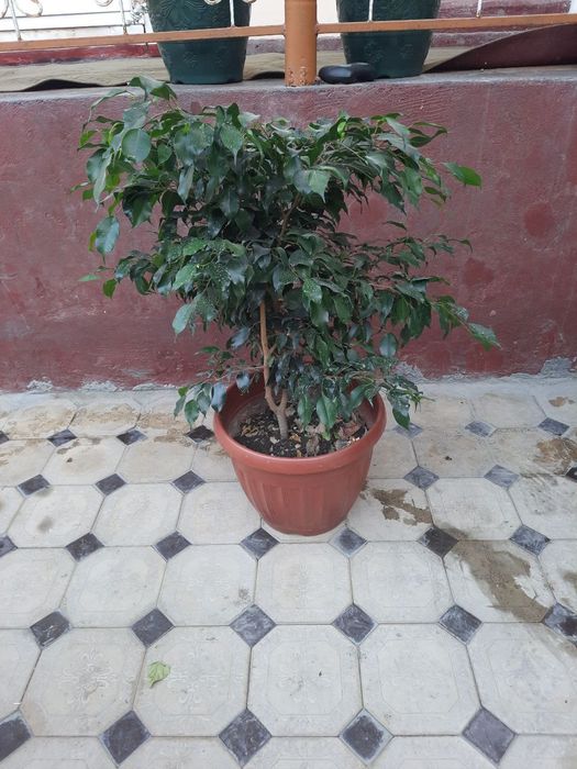 Tabiiy, tuvakdagi gullar