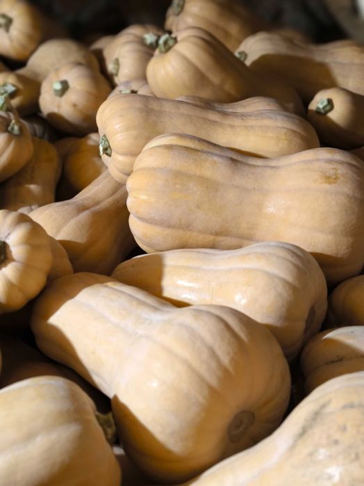 Тикви сорт Матилда