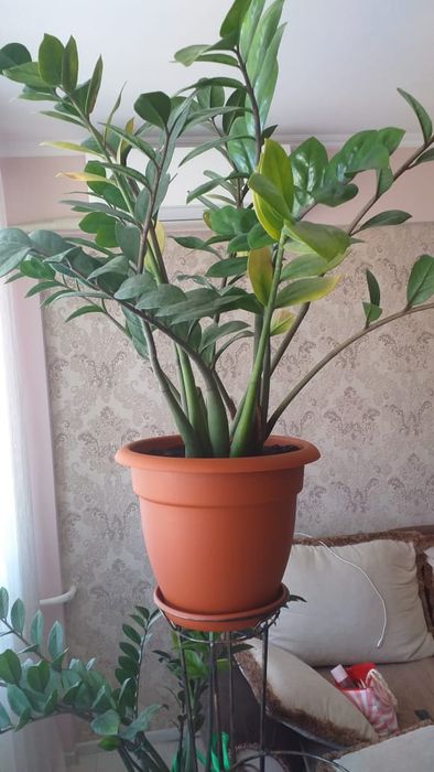 Цветок долларовое дерево