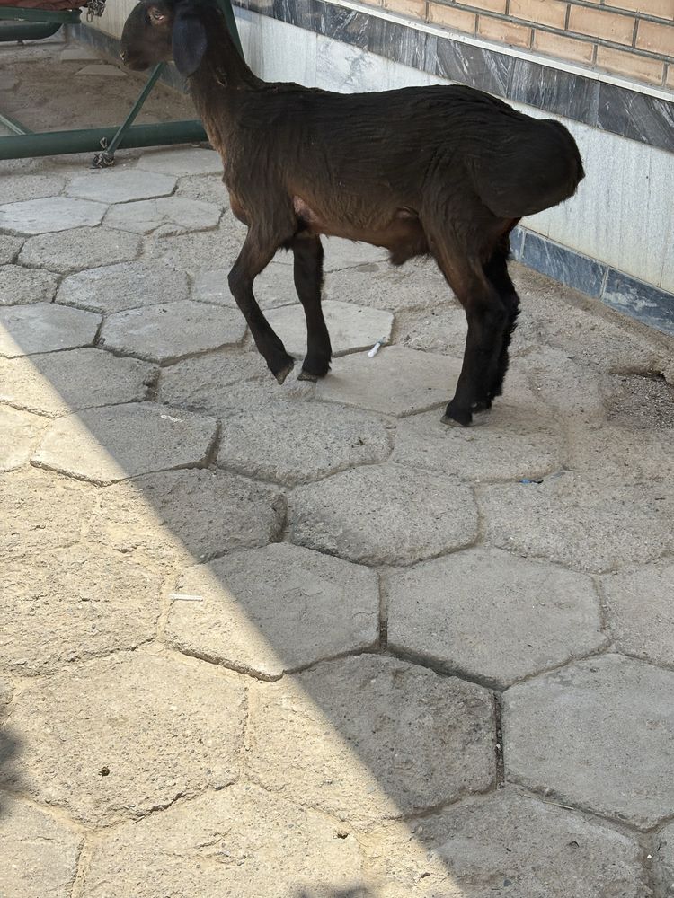 elita xisori sotiladi