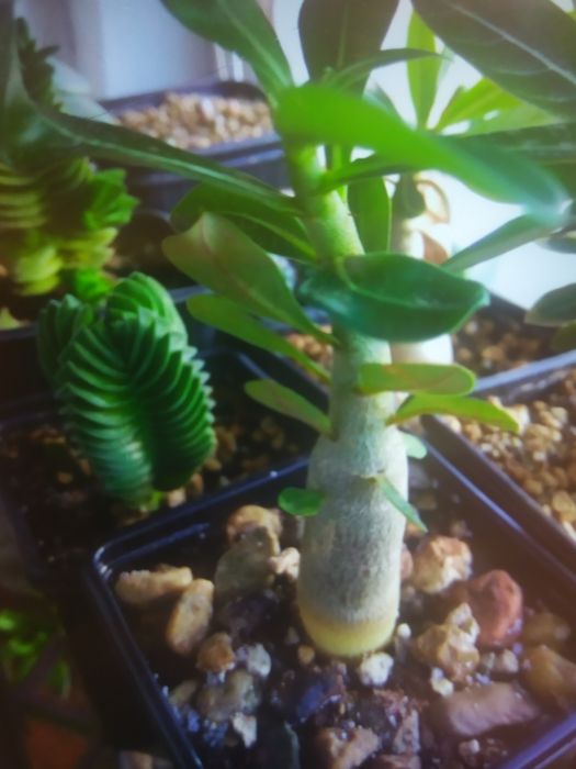 Цветы суккуленты