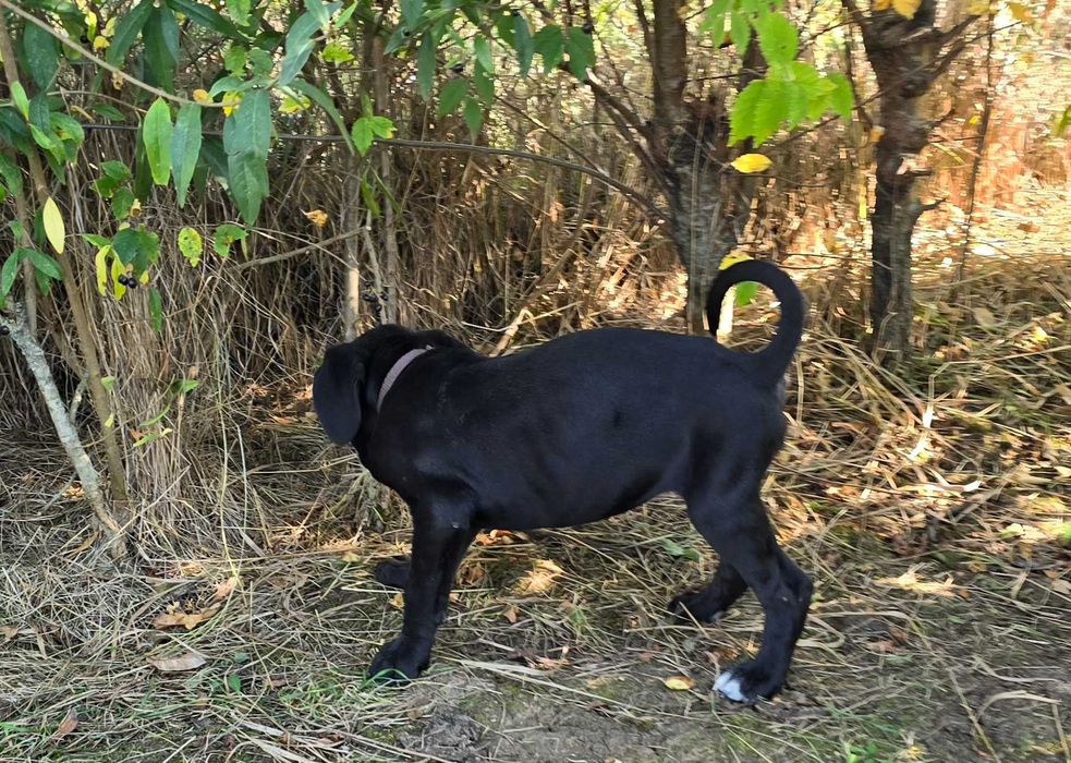 Cane corso  jucaus si plin de viata