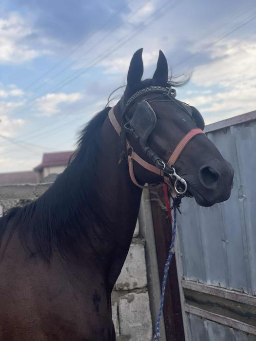 Vand cal trapas 4500€ varinate animale sau masini