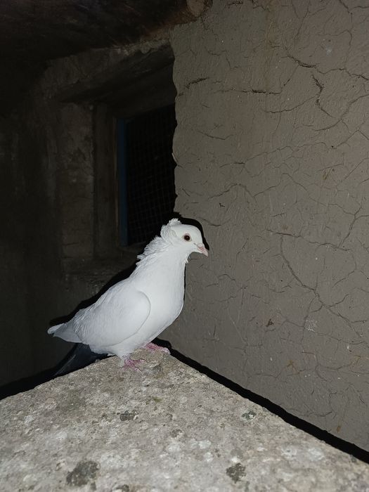 Продам чернохвост