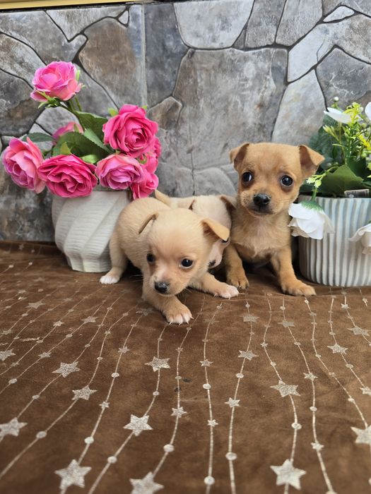 Мини чиху пинчери