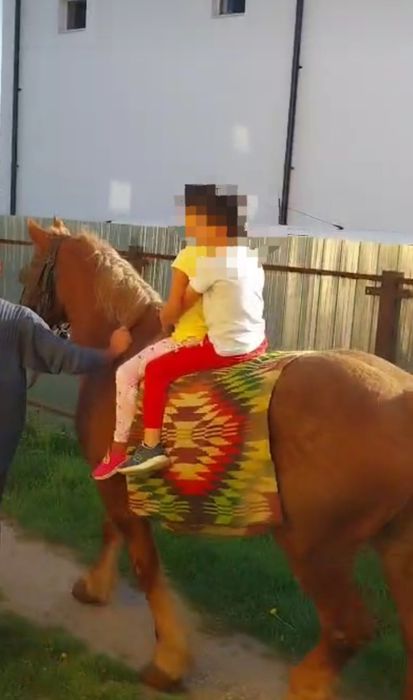 Cai de vanzare.Doua iepe frumoase ,ingrijite si iubite.