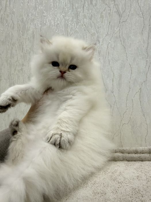 На продаже колорная шиншилла ny1133