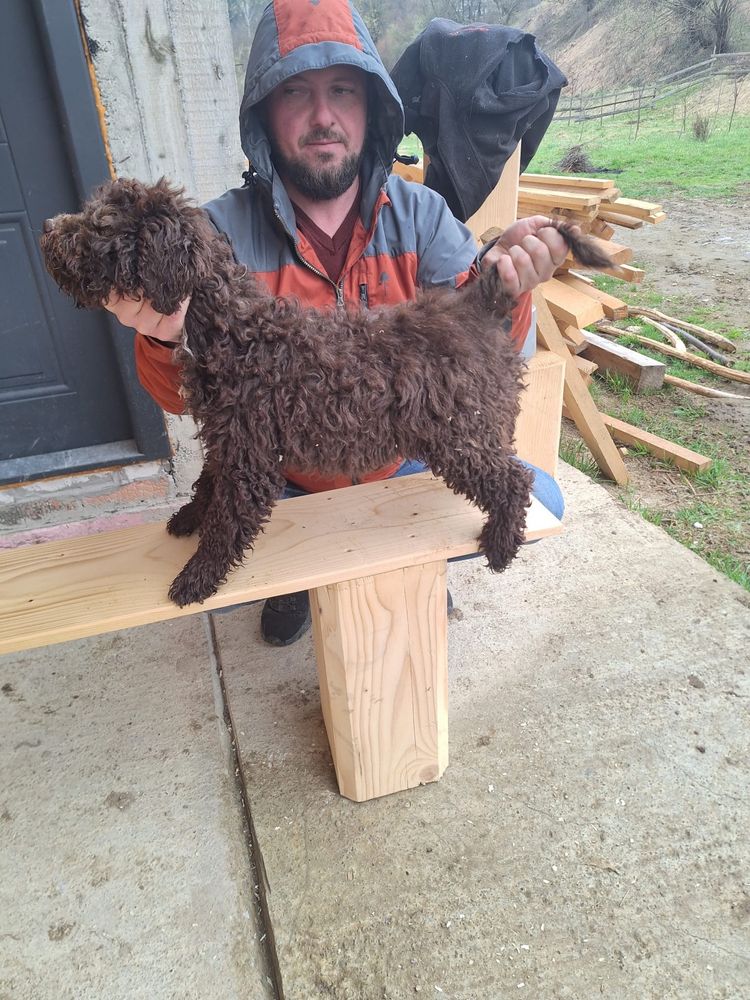 Lagotto Romagnolo pt Trufe