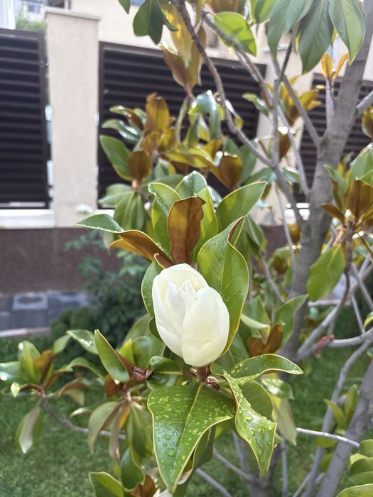 magnolie grandiflora