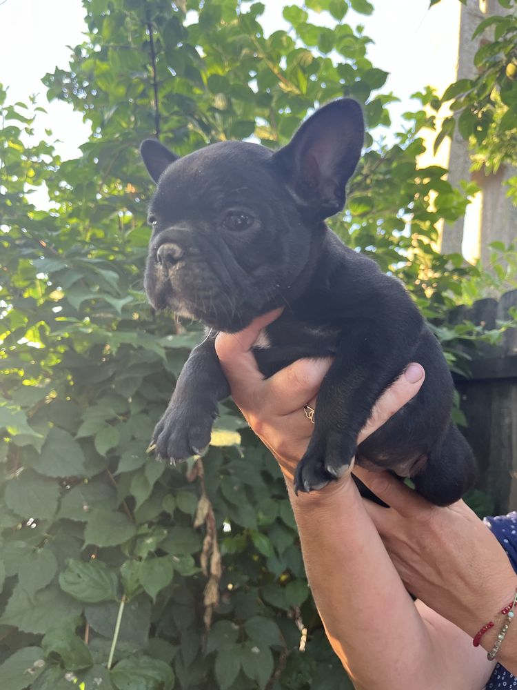 Bulldog francez