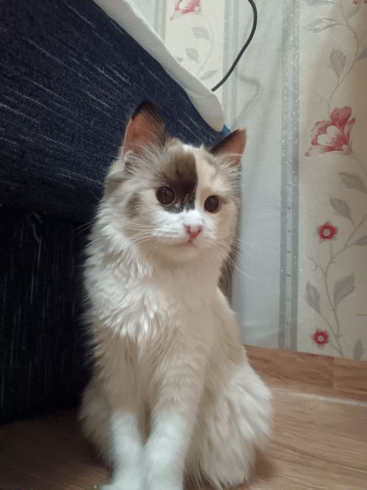 Отдам котёнка в добрые руки