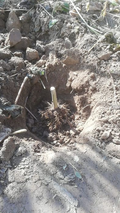 Paulownia puiet hibrid