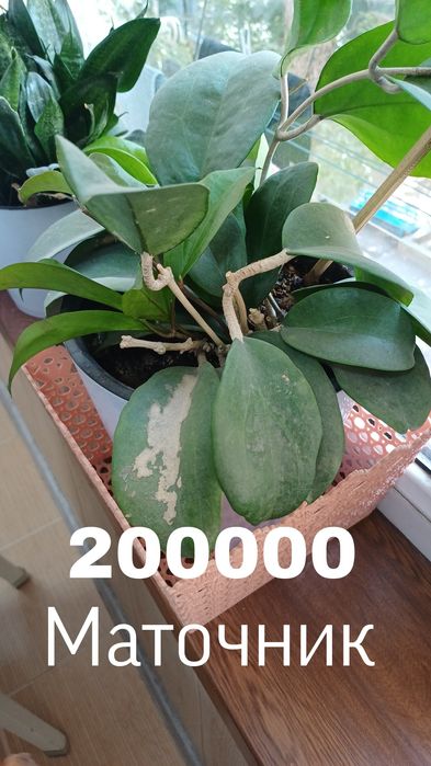 Продаются хойи. В горшках. Цены разные