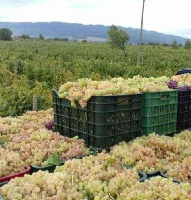 Struguri de vin Ploiești