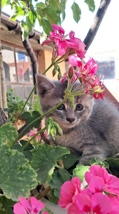 Подарявам 6 котета на грижовни стопани, гр. Елин Пелин