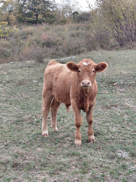 Vând tauras de aproape 5 luni