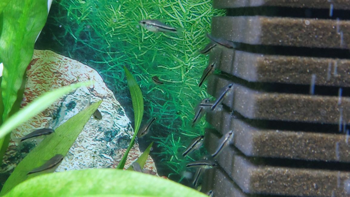 Коридорас пигмей Corydoras Pygmaeus
