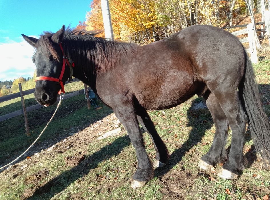 Vând cal de 3 garantat