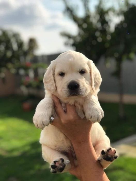 Golden retriever pedigree