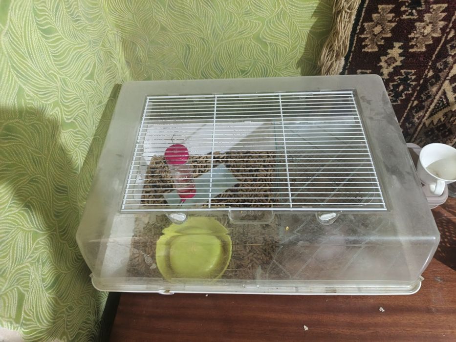 Продам крыс две породистые одна простая