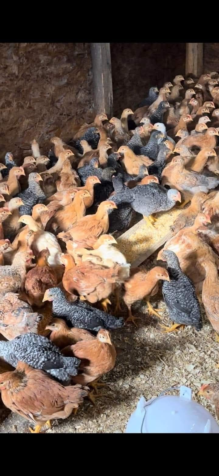 Ferma de pui rasă mixtă porumbac roșu Kabir gât golași