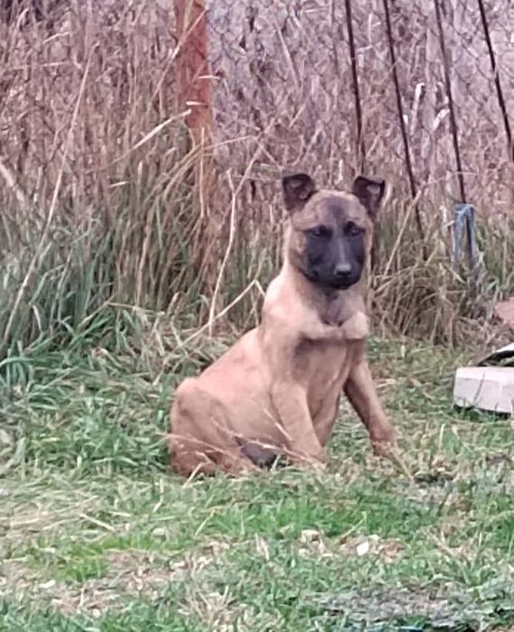 Белгийска овчарка, Малиноа