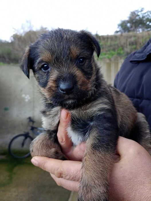 Подарявам малки ротвайлери