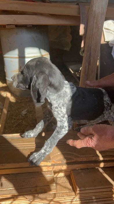 Свободни кучета курцхаар